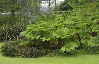 Gunnera manicata