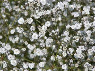 Gypsophile brouillard - GYPSOPHILA paniculata 'Bristol Fairy' - Vivace