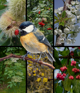  - Kit arbres et arbustes pour les oiseaux - 24 plants - Kit haie