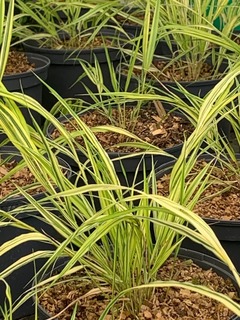 Herbe du Japon - HAKONECHLOA macra 'Aureola' - Graminées