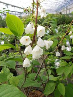 Halesia carolina