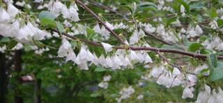 Arbre aux clochettes d'argent - HALESIA carolina - Arbuste