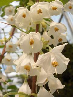 halesia coralina 12