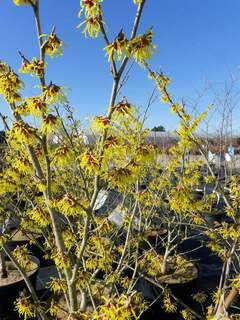 Hamamelis pallida (2)