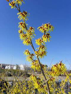 Noisetier de Sorcière - HAMAMELIS mollis 'Pallida' - Arbuste