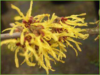 Hamamelis mollis Arnold Promise