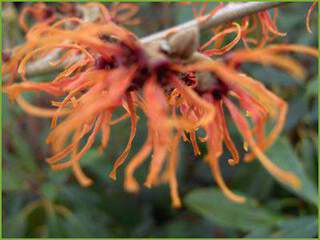 Hamamelis mollis jelena