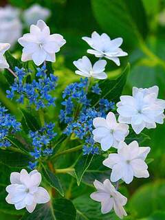 Hortensia - HYDRANGEA macrophylla 'Hanabi' - Arbuste