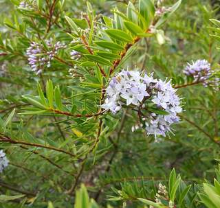 Véronique arbustive - HEBE diosmifolia - Arbuste