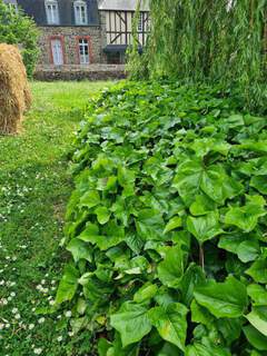 Hedera Bellecour (2)