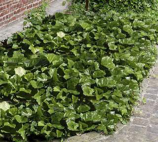 Lierre d'Algérie - HEDERA algerian 'Bellecour®' - Vivace