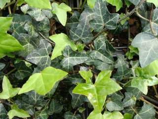 Lierre - HEDERA helix - Plante grimpante