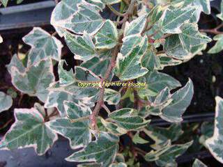 HEDERA helix Elster