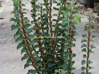 Lierre - HEDERA helix 'Erecta' - Arbuste