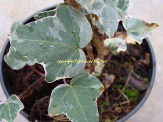 Lierre - HEDERA helix 'Glacier' - Plante grimpante