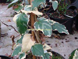 Lierre - HEDERA 'Gloire de marengo' - Plante grimpante