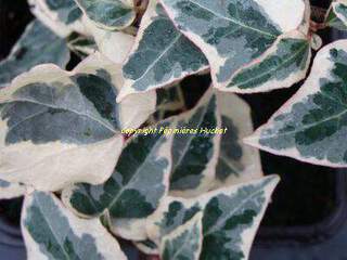 Lierre - HEDERA helix 'Little diamond' - Plante grimpante