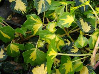 Lierre - HEDERA 'Oro di blogiasco' - Plante grimpante