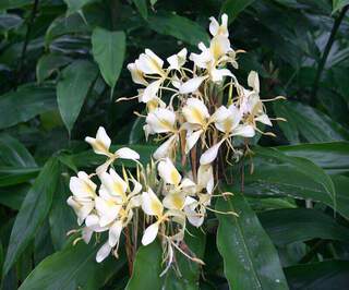 Hedychium coronarium