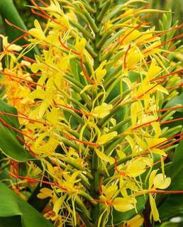 Gingembre sauvage - HEDYCHIUM gardnerianum - Bulbe