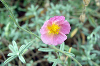 Hélianthème - HELIANTHEMUM hybride 'Rhodante carneum' - Vivace