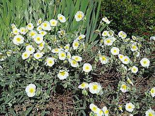 Hélianthème - HELIANTHEMUM hybride 'The Bride' - Vivace