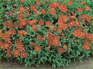 Helianthemum-hybrides