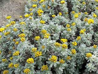 HELICHRYSUM splendidum int