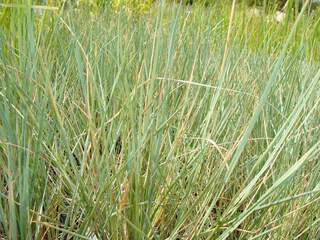 Avoine bleue - HELICTOTRICHON sempervirens - Graminées