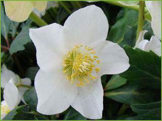 Hellebore niger