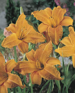 Hemerocallis grands hybrides orangés