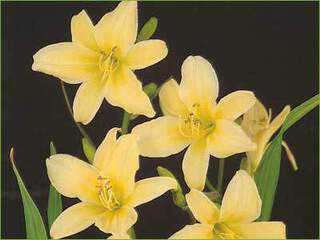 Hemerocallis-citrina