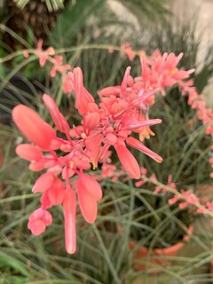 Yucca rouge - HESPERALOE parviflora - Vivace