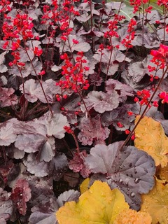 Heuchera Black Forest Cake