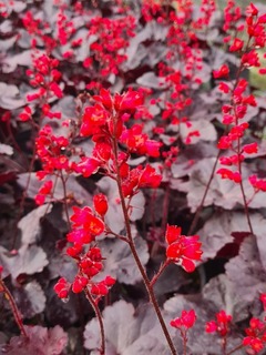 Heuchère - HEUCHERA 'Black Forest Cake' - Vivace