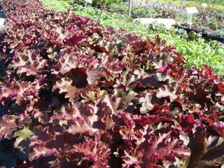 Heuchère - HEUCHERA 'Chocolate Ruffles' - Vivace