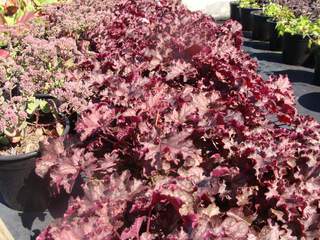 Heuchère - HEUCHERA 'Can Can' - Vivace