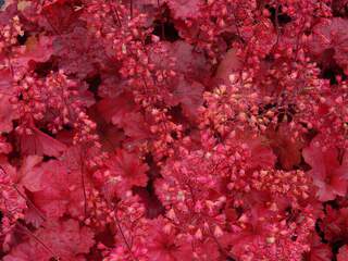 Heuchère - HEUCHERA 'Cherry Cola®' - Vivace