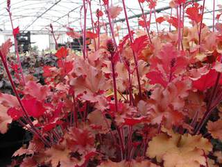 HEUCHERA Marmelade (2)