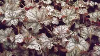 Heuchère - HEUCHERA 'Neptune' - Vivace