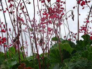 HEUCHERA 'Pluie de feu'2.JPG