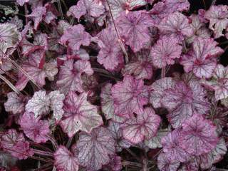 Heuchère - HEUCHERA 'Silver Scrolls®' - Vivace