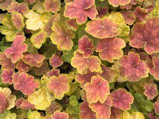 Heuchere - HEUCHERA 'Tiramisu' - Vivace