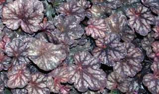 Heuchère - HEUCHERA 'Velvet Night' - Vivace