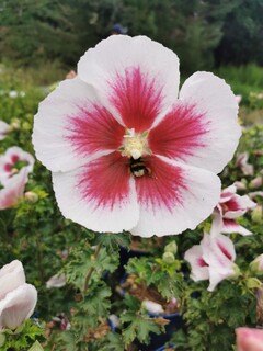 Hibiscus/Althae - HIBISCUS Hibisa® 'Blanco' - Arbuste