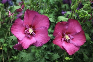 Hibiscus/Althae - HIBISCUS Hibisa® 'Sangria' - Arbuste