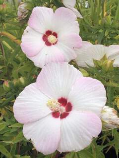 Ketmie des marais - HIBISCUS moscheutos 'Fujin®' - Vivace