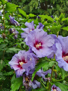 Hibiscus/Althae - HIBISCUS syriacus 'Marina' - Arbuste