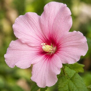 Hibiscus/Althae - HIBISCUS syriacus 'Rose' - Arbuste