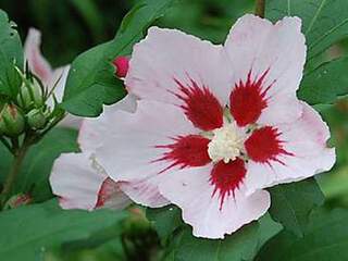 Hibiscus/Althae - HIBISCUS syriacus 'Hamabo - Arbuste